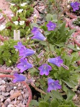 Campanula bornmuelleri.jpg