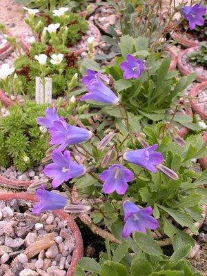 Campanula bornmuelleri.jpg