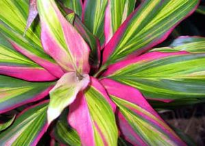 Cordyline.jpg