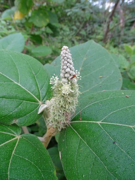 Archivo:Croton suberosus 2.jpeg