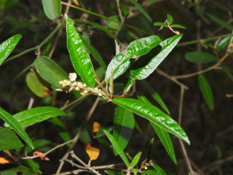 Archivo:Croton uruguayensis 1.jpeg