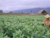 Cultivo tabaco.jpg