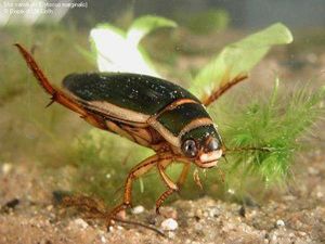 Escarabajoacua.jpg