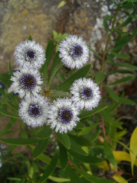 Archivo:Globularia salicifolia 1.JPG