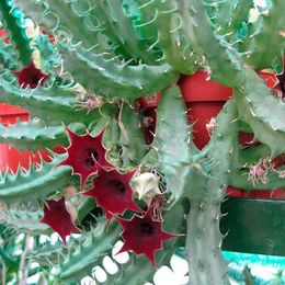 Huernia-Keniensis.jpg