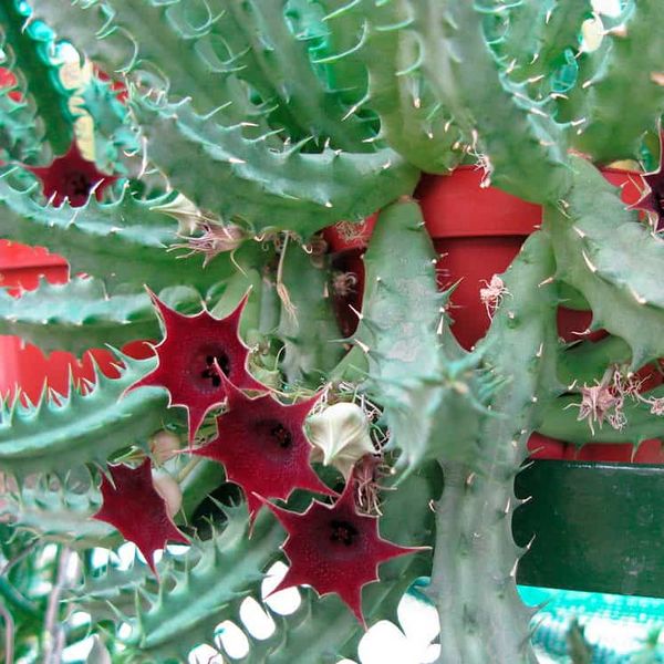 Archivo:Huernia-Keniensis.jpg