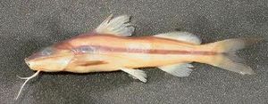 Pimelodella elongata.jpeg