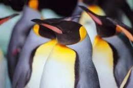 Pinguinocorona.jpg