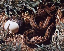 Serpiente comedora de huevos.jpg