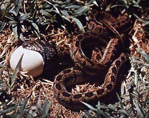 Serpiente comedora de huevos.jpg
