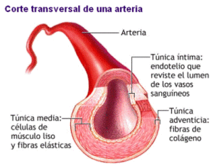 Arteria.gif