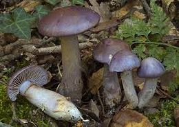 Cortinarius salor.jpg