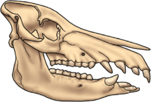Dentadura.png