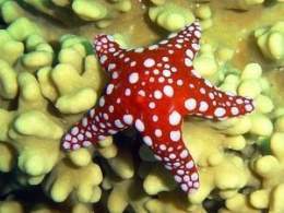 Estrella de Hurgada.jpg