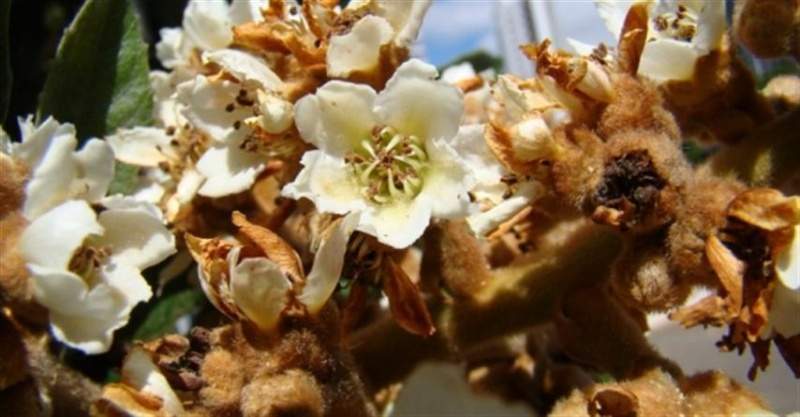 Archivo:Flores-de-eriobotrya-japonica (Small).jpg