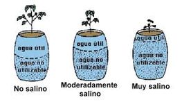Salinidad de los suelos.jpg