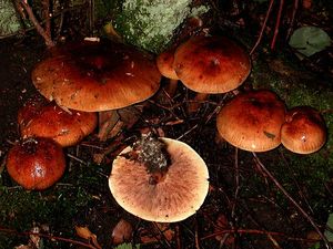 Tricholoma fulvum.jpg