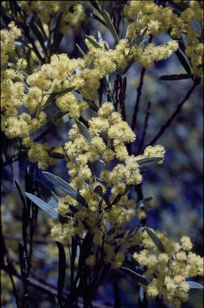 Archivo:Acacia kettlewelliae 2.jpg