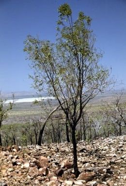 Acacia lamprocarpa.jpg