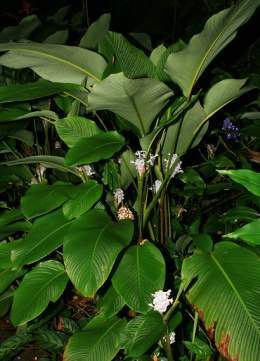 Calathea-burle-marxiiplanta.jpg