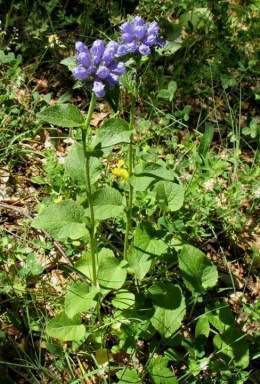 Campanula foliosa.jpg