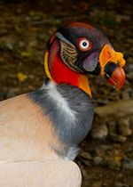 Condor-real.jpg