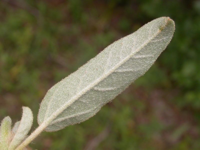Archivo:Croton capitatus hoja.jpg