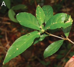 Croton thorelii.png