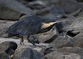 Miniatura de la versión del 17:32 28 ene 2021