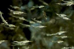 Leptomysis sp.jpg