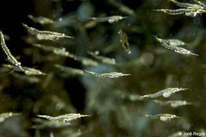 Leptomysis sp.jpg