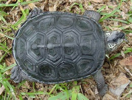 Malaclemys terrapin.JPG