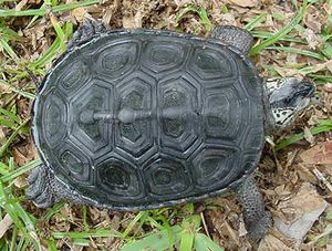Malaclemys terrapin.JPG