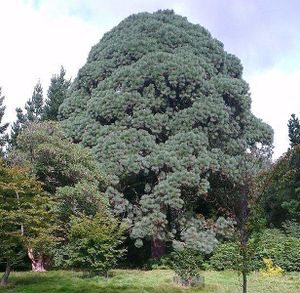 Pinus montezumae.jpg