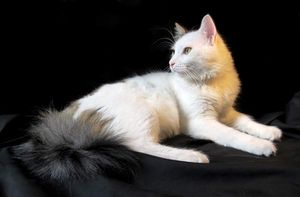 Romeo 1 (26).jpg