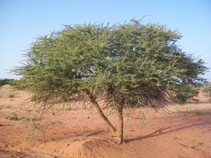 Acacia ehrenbergiana.jpg