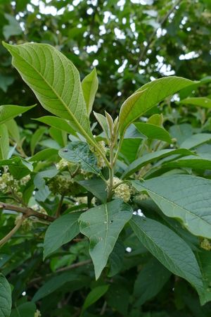 Aegiphila integrifolia.jpeg