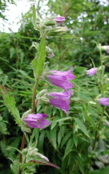 Archivo:Campanula kolenatiana.jpg