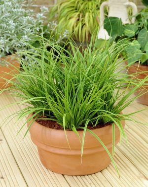 Carex001.jpg