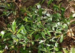 Croton cerroazulensis.jpeg