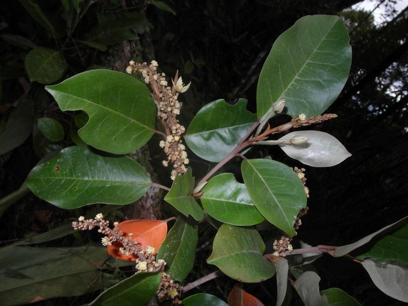Archivo:Croton submetallicus 1.jpg