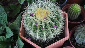 Ferocactus latispinus.jpg