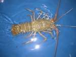 Langosta Africana.jpg