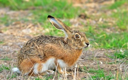 Lepus granatesis.jpeg