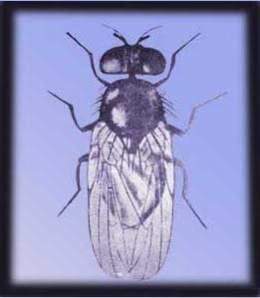 Lonchaeachalybea Wied.jpg
