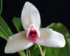 Flor nacional de Guatemala