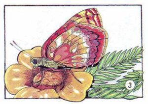 Mariposa Brenthis.jpg