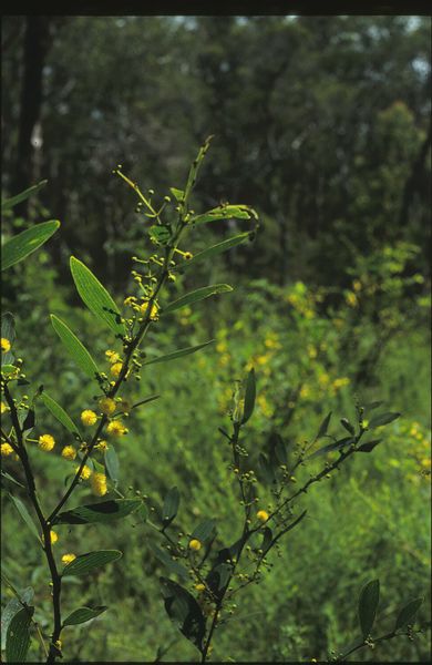 Archivo:Acacia complanata 2.jpg