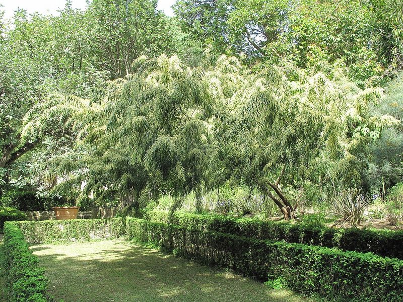 Archivo:Acacia floribunda 2.jpg