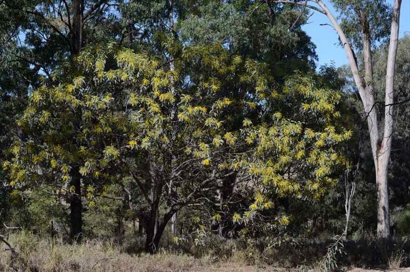 Archivo:Acacia longispicata 2.jpg